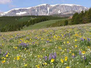 circlepark-wildflowers-315.jpg (141990 bytes)